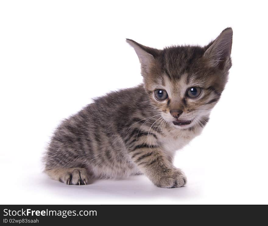 Kitty on the white isolated background