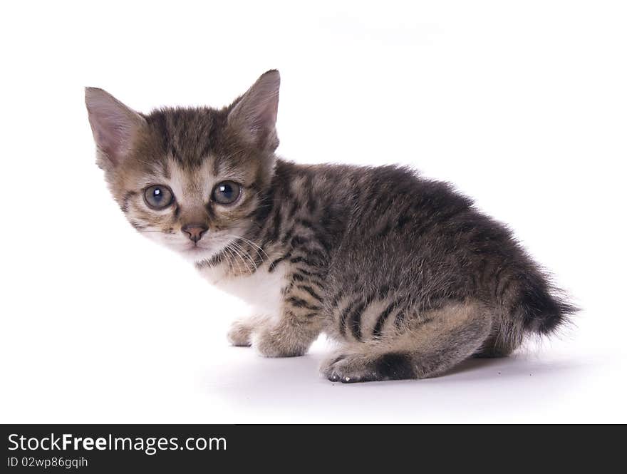 Kitty on the white isolated background