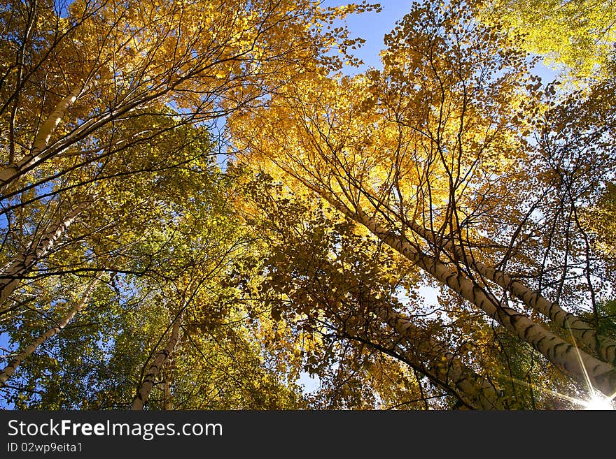 Leaves in the sun xinjiang