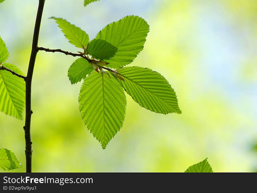 Green leaves on the green backgrounds