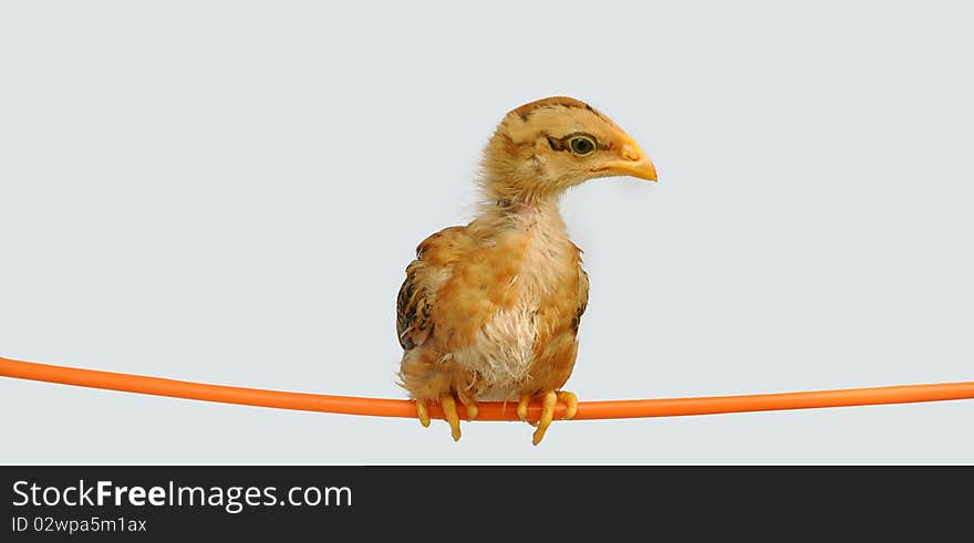 Lovely chicken rooster with coat-hanger for sale