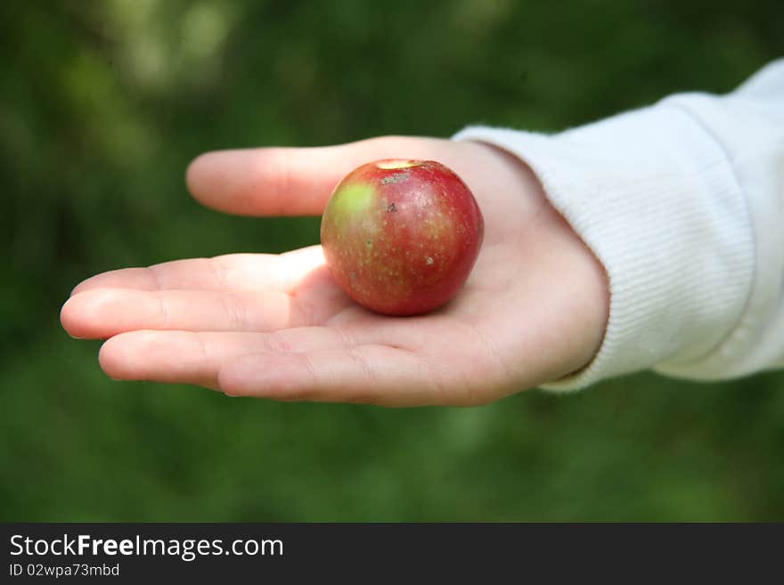 Tiny Apple in Hand