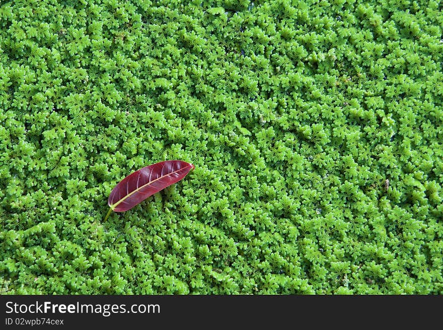 Red leaf on azolla