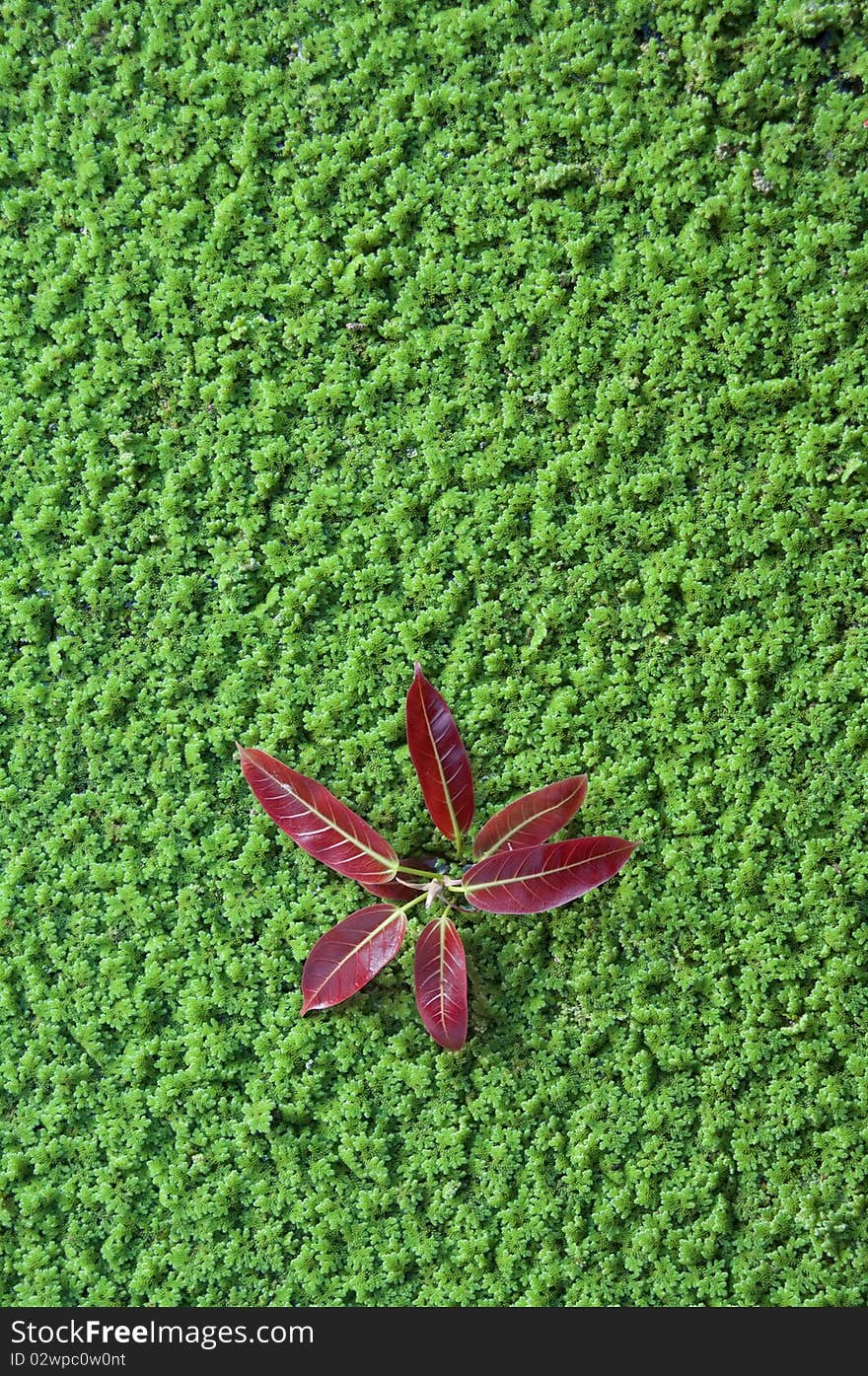 Red Leaf On Azolla