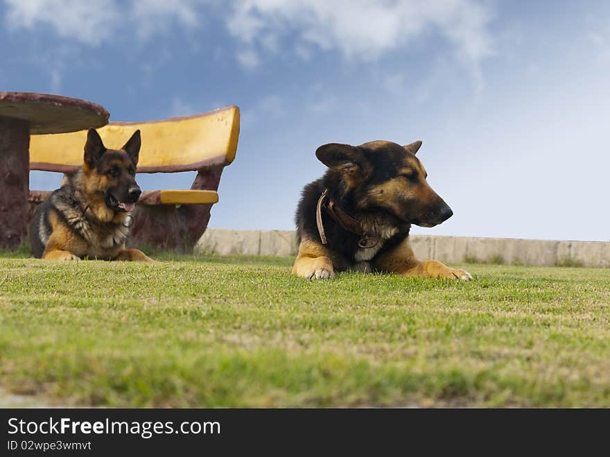 Dogs In The Park And Bench With Table