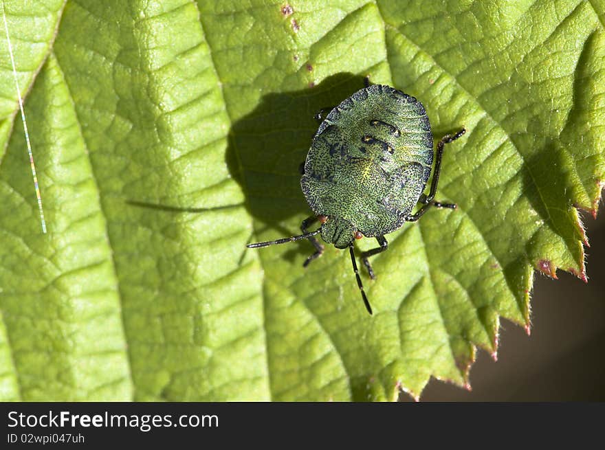 Green Stink Bug