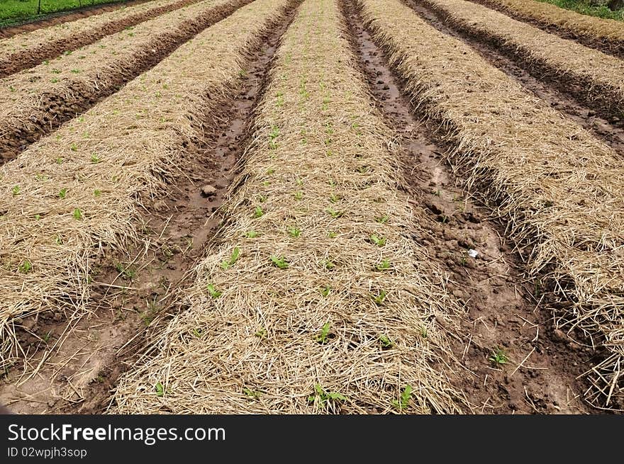 Vegetable farm preparation