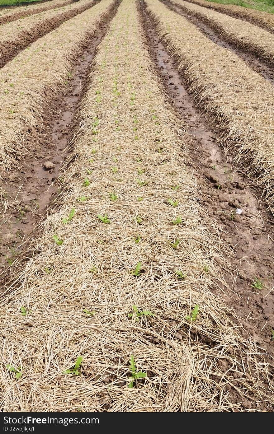 Row Vegetable Farm Preparation