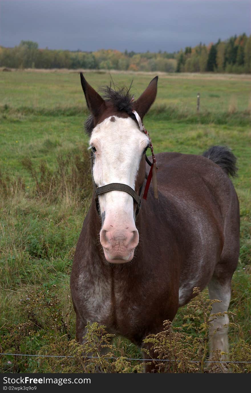 A horse in a framers field