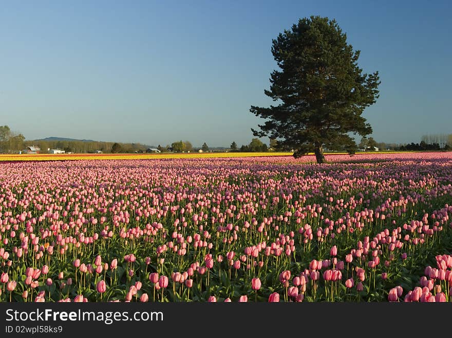 Tree In The Field Of Tulips