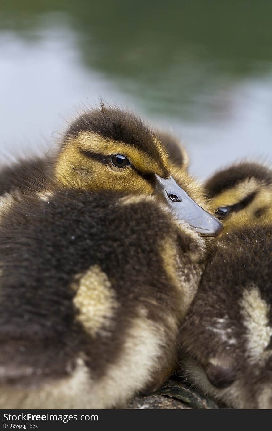 Baby Mallard ducks