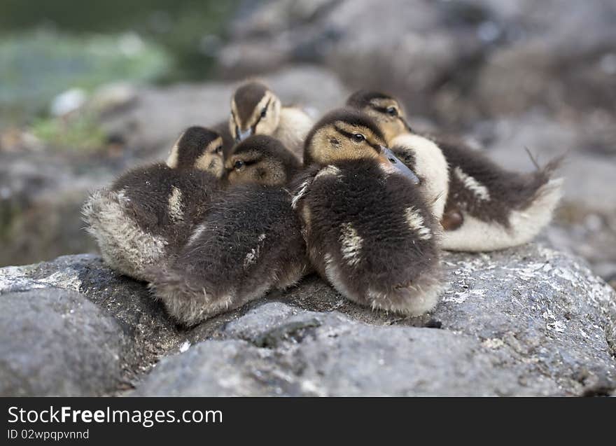 Baby Mallard ducks