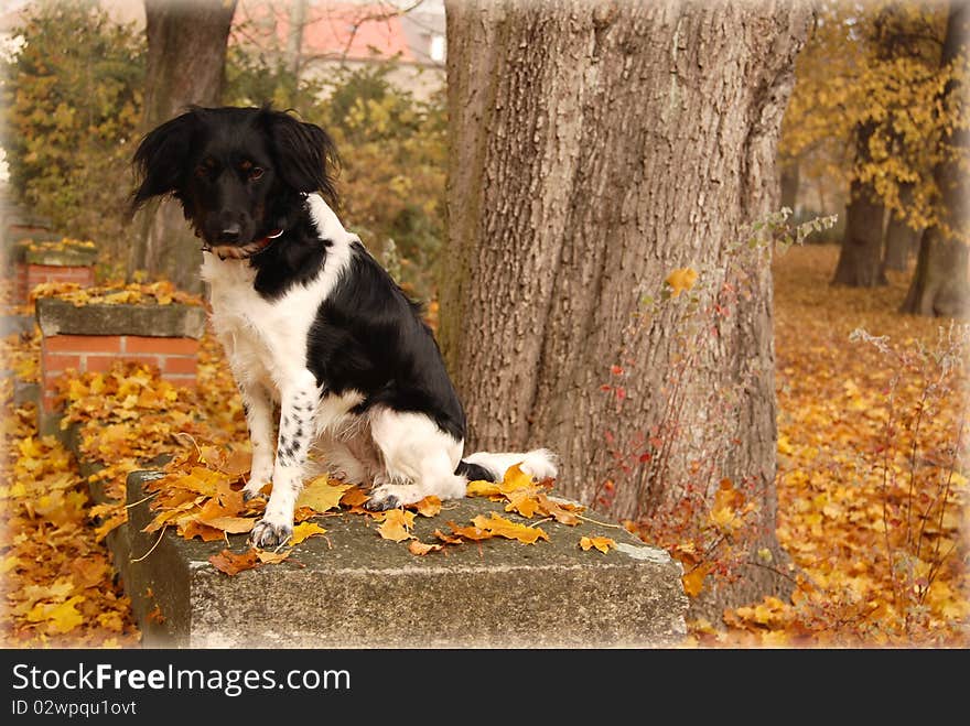 Dog in the park, autumn mood.