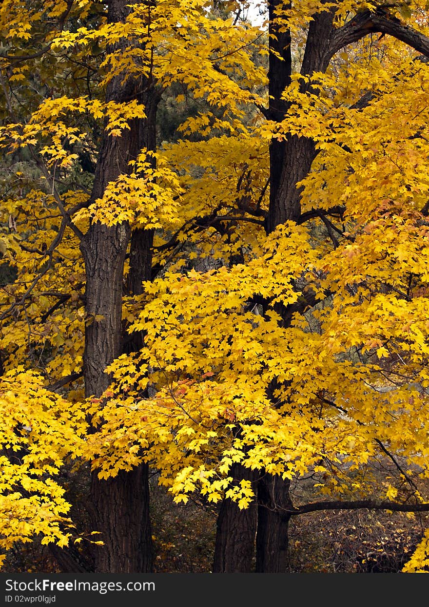 Autumn in the forests of New England. Autumn in the forests of New England