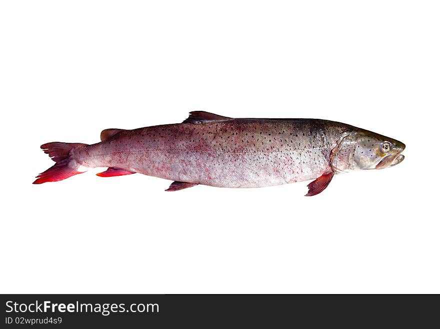 Siberian Taimen or river salmon