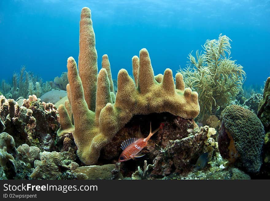 Pillar coral with lone Squirrel fish