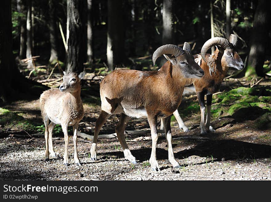 European mouflon (Ovis orientalis musimo)