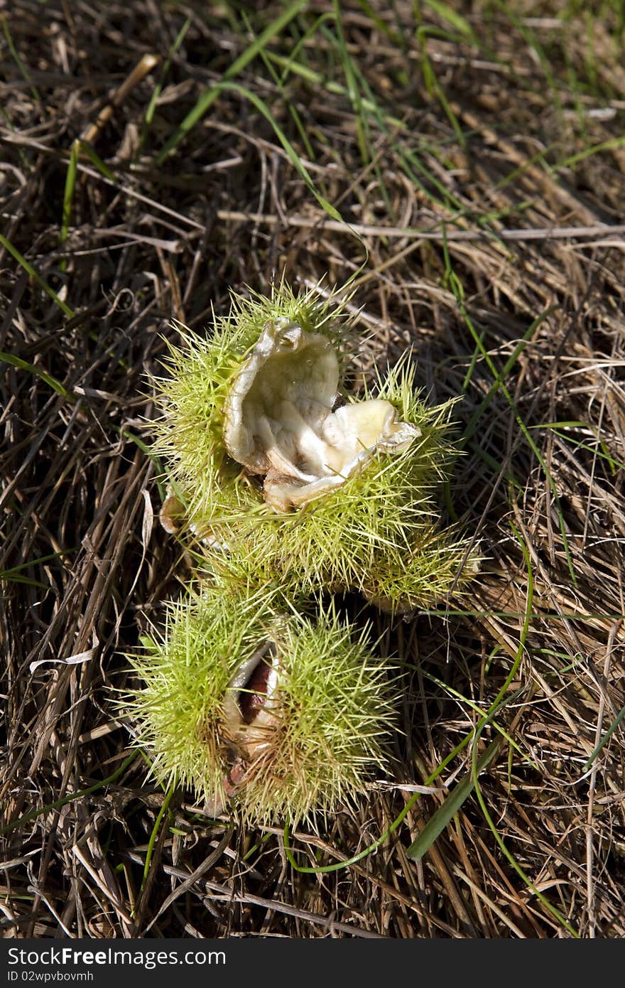 Open chestnut lying on a meadow. Open chestnut lying on a meadow