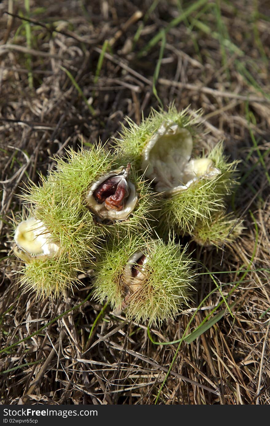 Open chestnut lying on a meadow. Open chestnut lying on a meadow