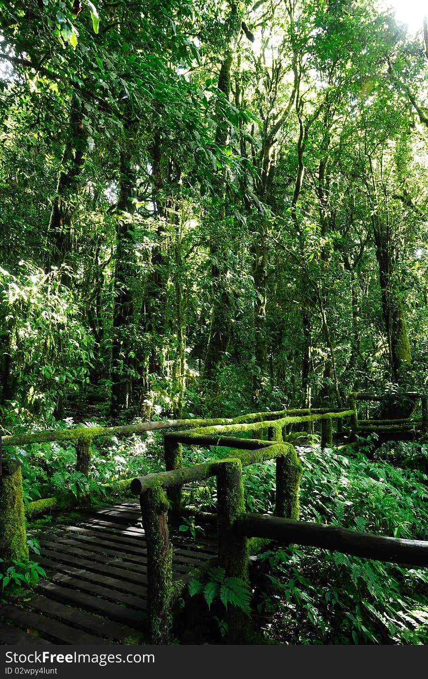 Walkway in the forest at Inthanon National Park.