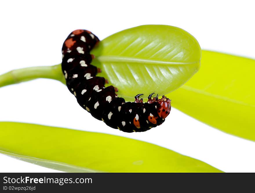 Macro shot of a butterfly larva nibbling at a green leaf. Macro shot of a butterfly larva nibbling at a green leaf