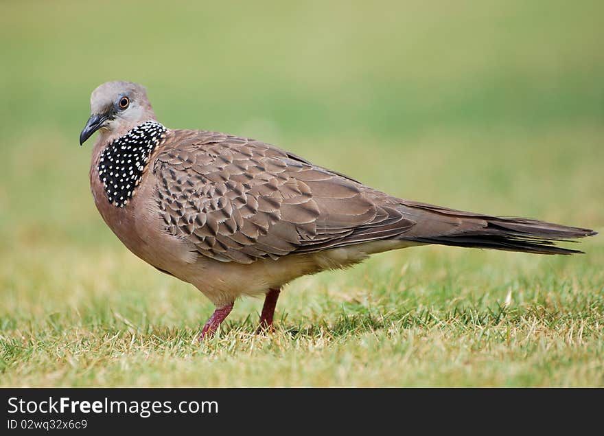 Balinese Pigeon