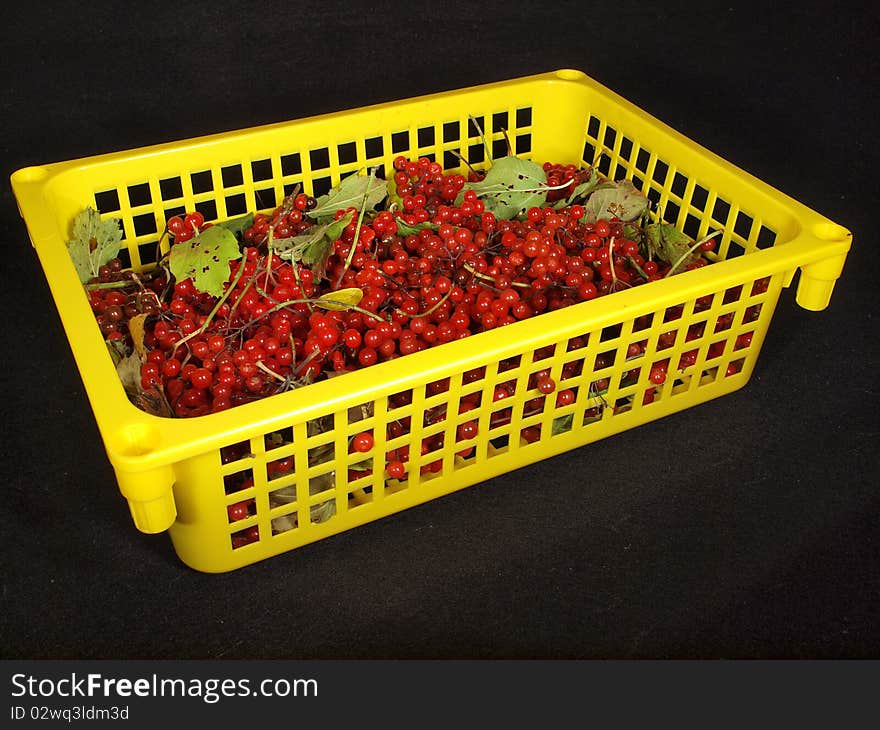 Red berry in the yellow  box on a black background