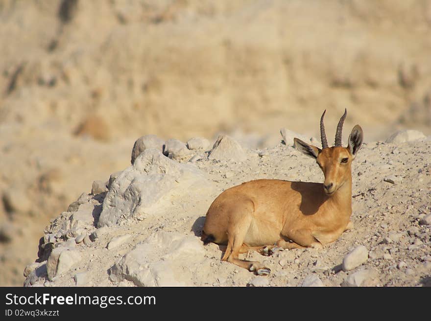 A wild Ibex in the dead sea region, Israel. A wild Ibex in the dead sea region, Israel