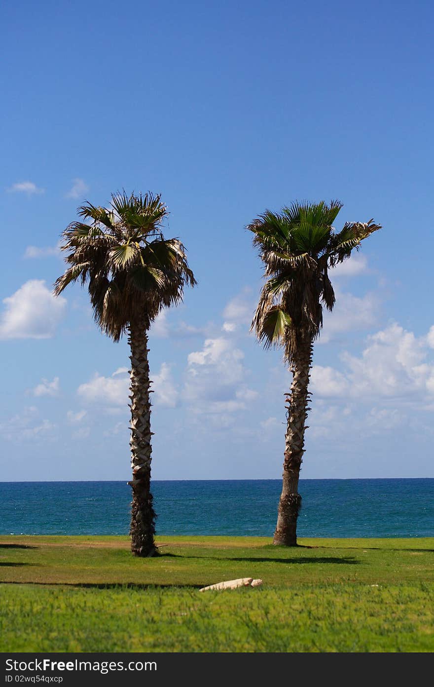 Tropical trees in a beach in Tel Aviv, Israel