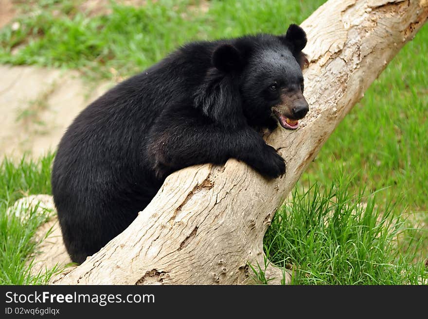 Kind of bears in thailand. Bear relax in the zoo. Kind of bears in thailand. Bear relax in the zoo.