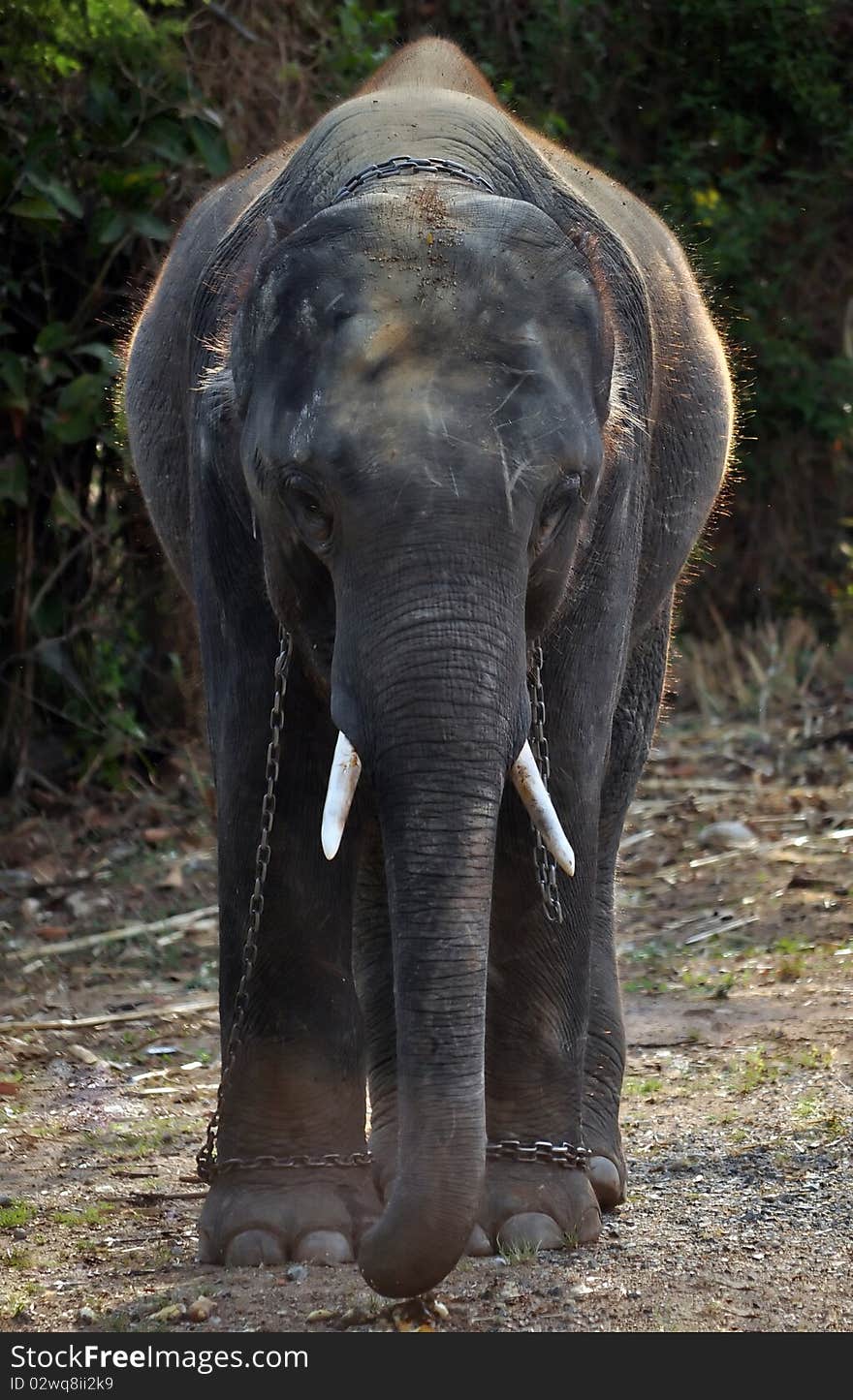 Male elephant in the zoo. Male elephant in the zoo