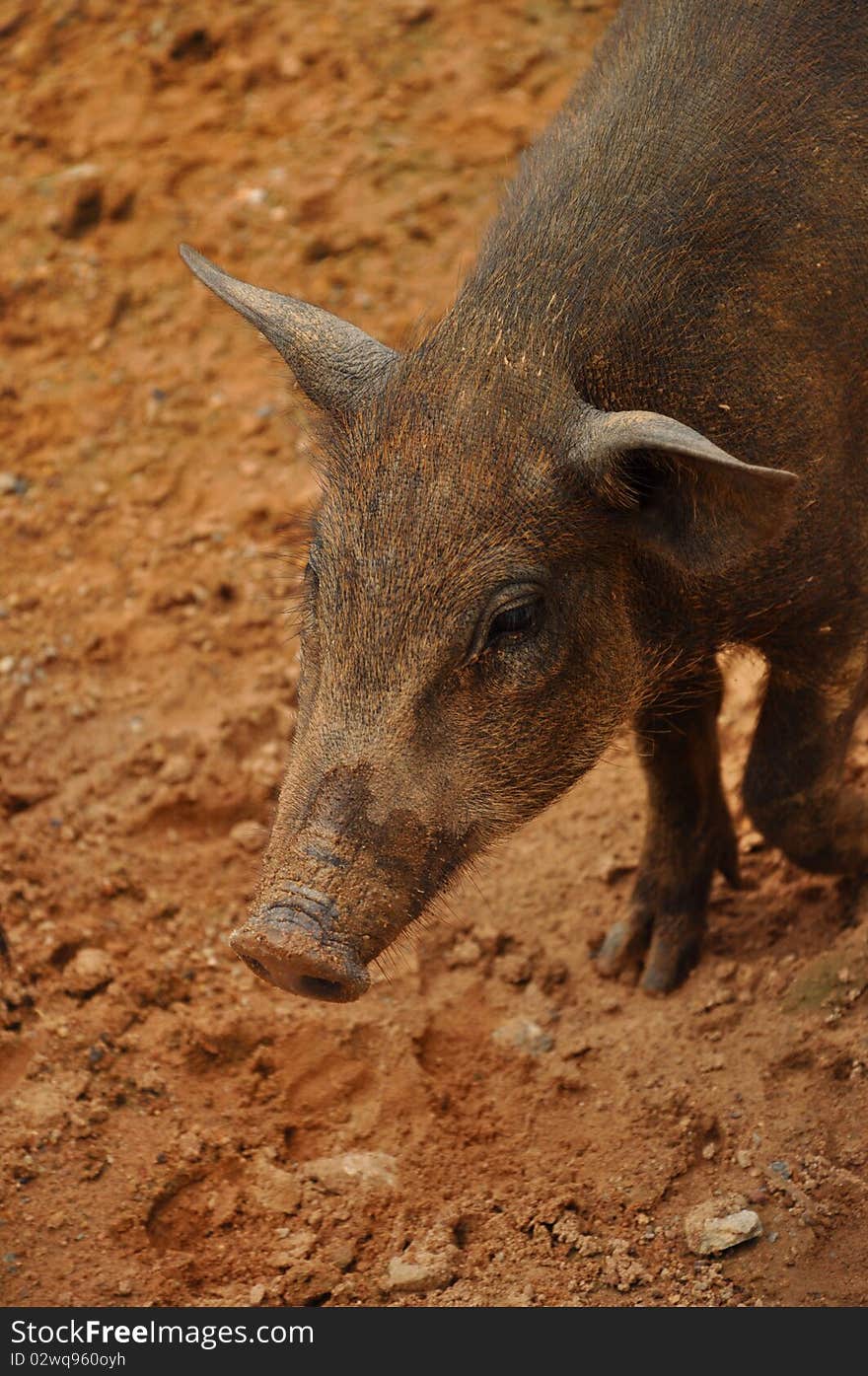 Piglet Wildboar