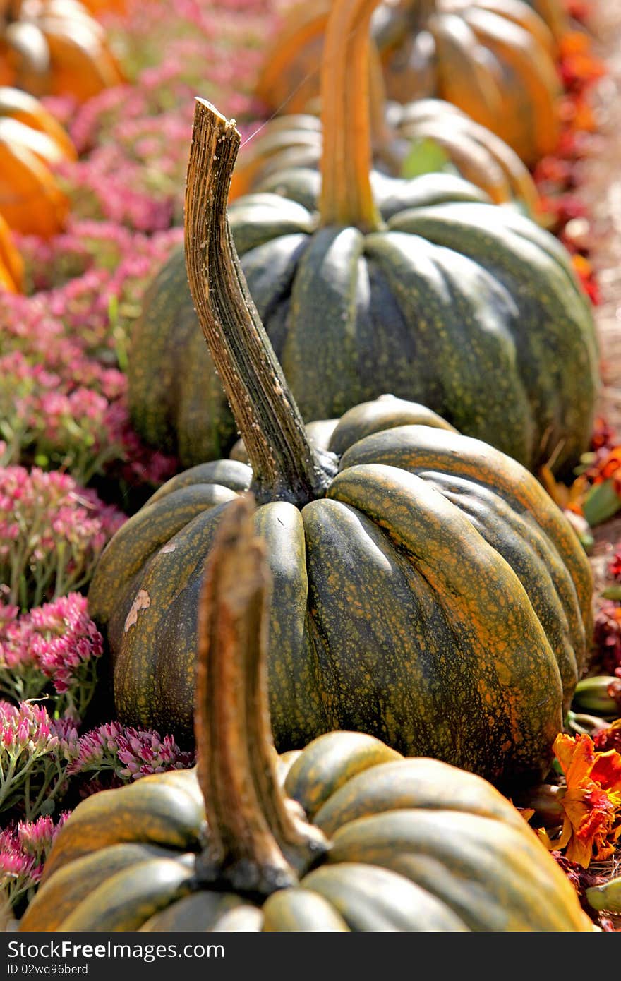 A pumpkin in the sunny day. A pumpkin in the sunny day