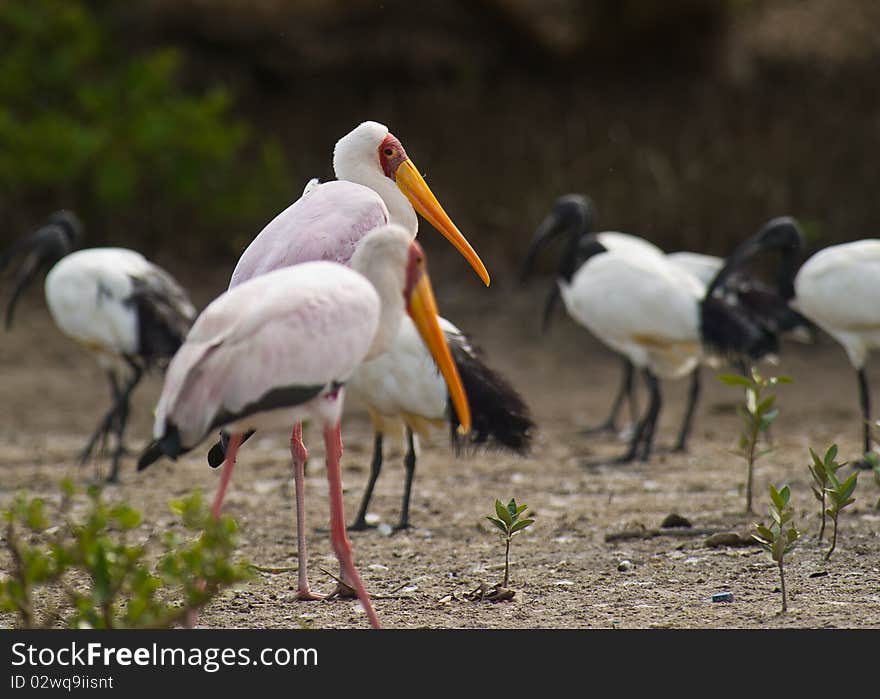 Two Yellow-billed Storks resting