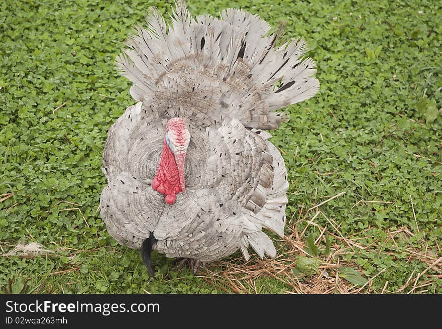 Grey Turkey