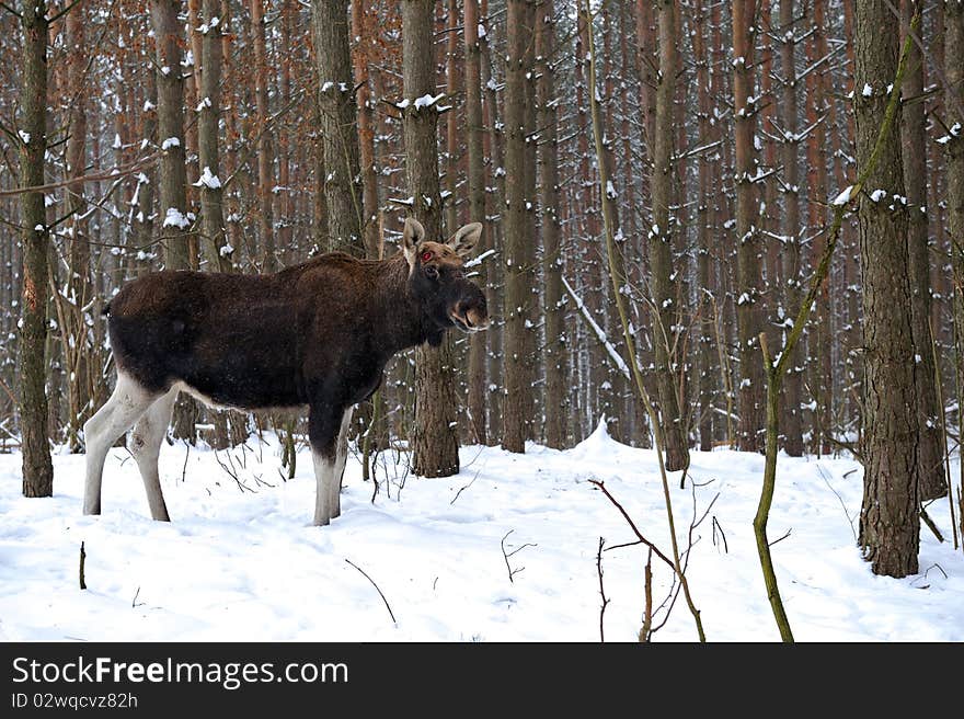 Elk