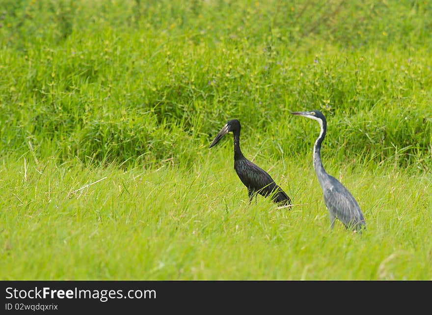 An Open-billed Stork and a Black-headed Heron