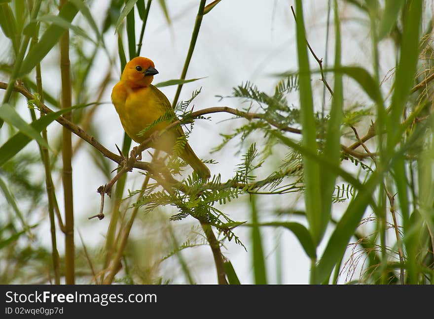 The Golden Palm Weaver can newer remain unseen in his bushy green habitat, his colors are striking and and imposing. The Golden Palm Weaver can newer remain unseen in his bushy green habitat, his colors are striking and and imposing.