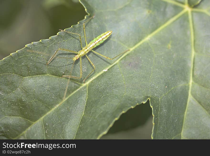 Assassin Bug Zelus luridus nymph on leaf