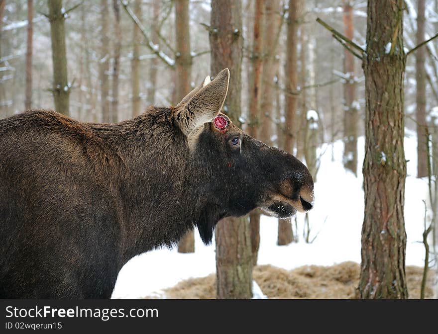 Elk