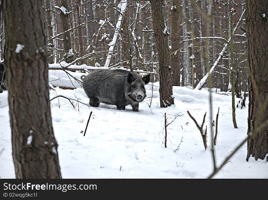 Wild boar in the winter in the woods. Wild boar in the winter in the woods