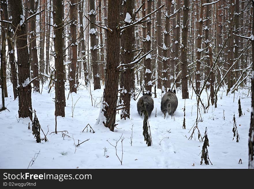 Wild boar in the winter in the woods. Wild boar in the winter in the woods