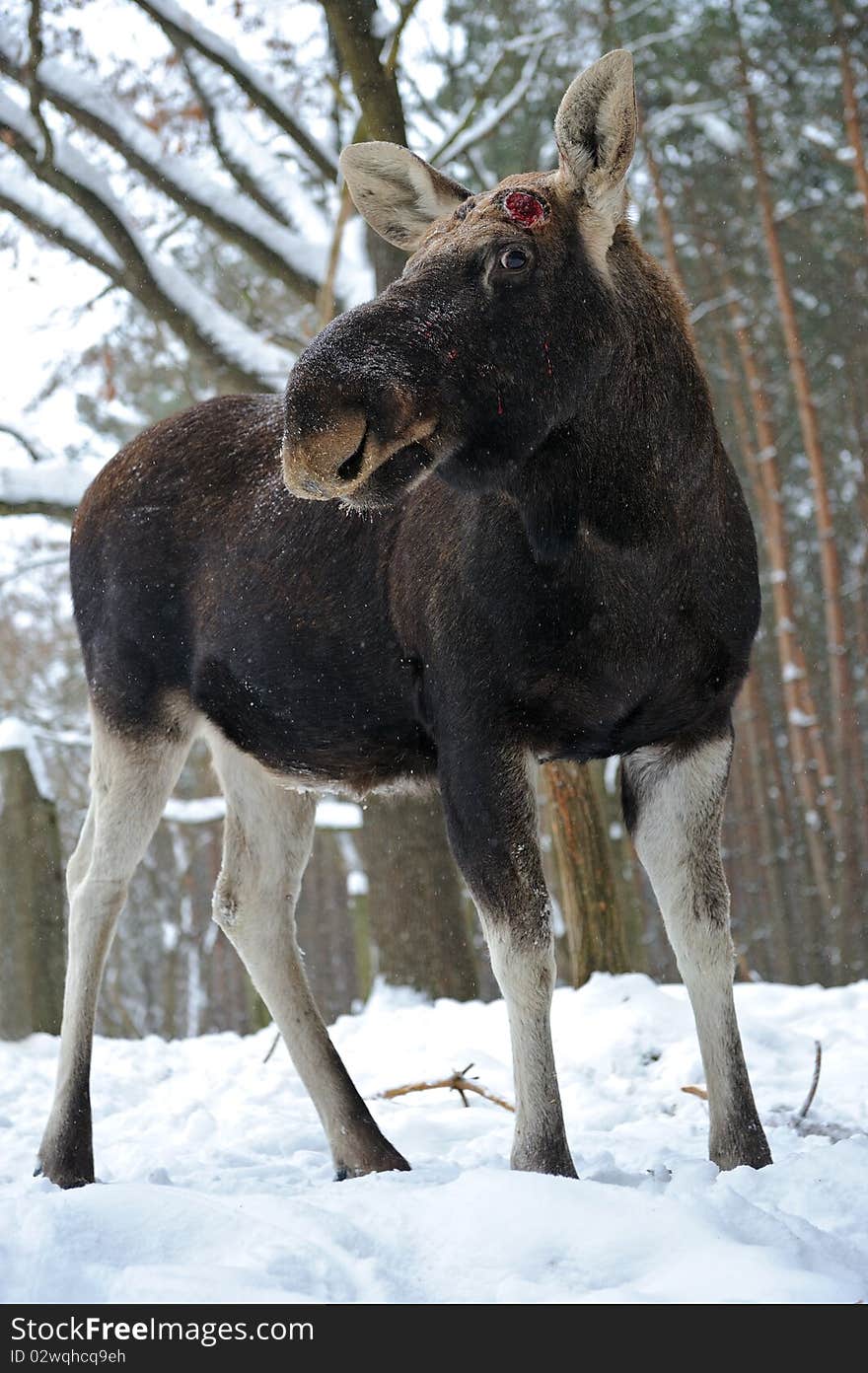 Elk