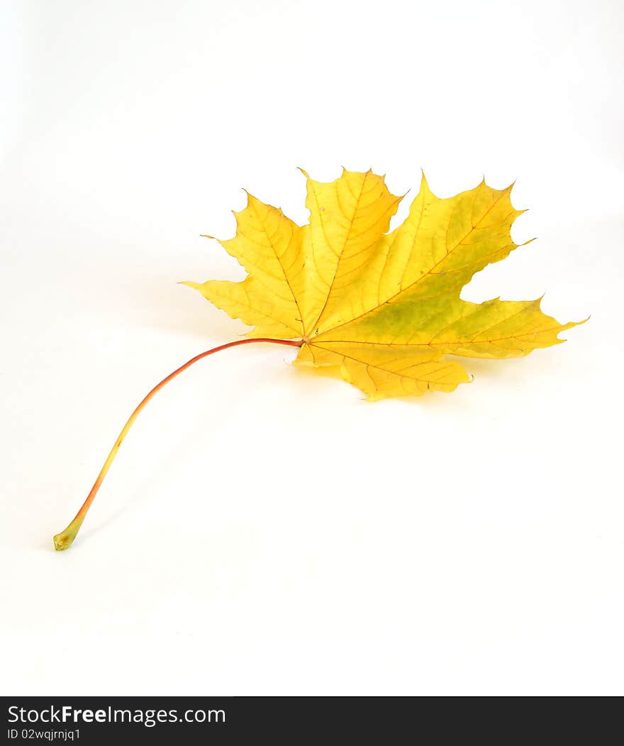 Autumn maple leaf on white background