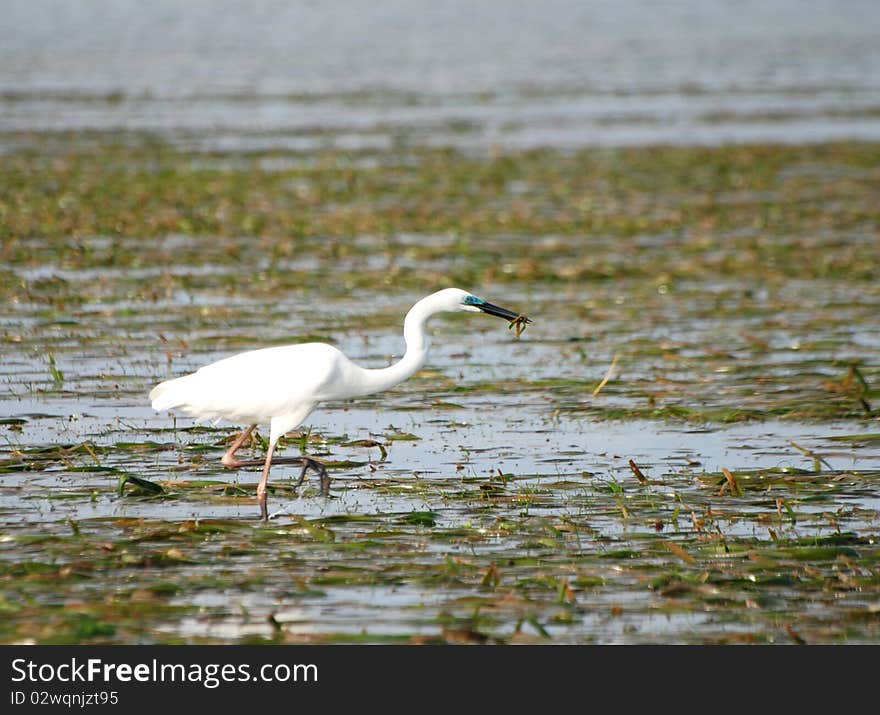 Balinese Bird Stalking