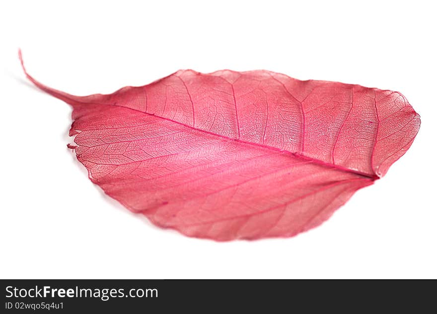 Leaf isolated on white background