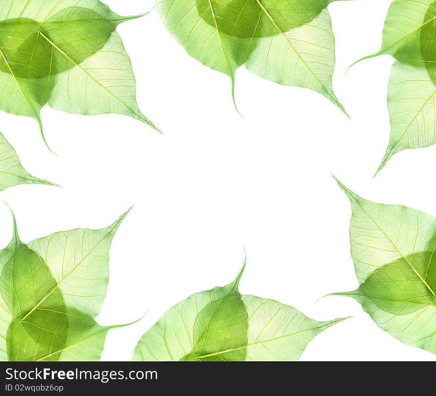 Leaves isolated on white background