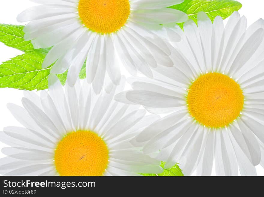 Three beautiful white camomile with green leaves. Three beautiful white camomile with green leaves