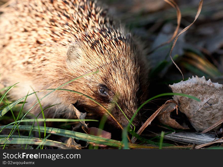 Hedgehog in morning forest