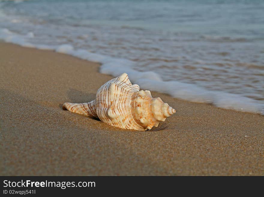 Conch Shell